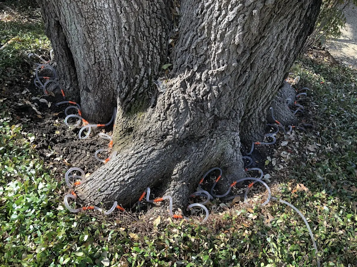 Detailed Tree Cabling and Bracing job site in Cumberland Center