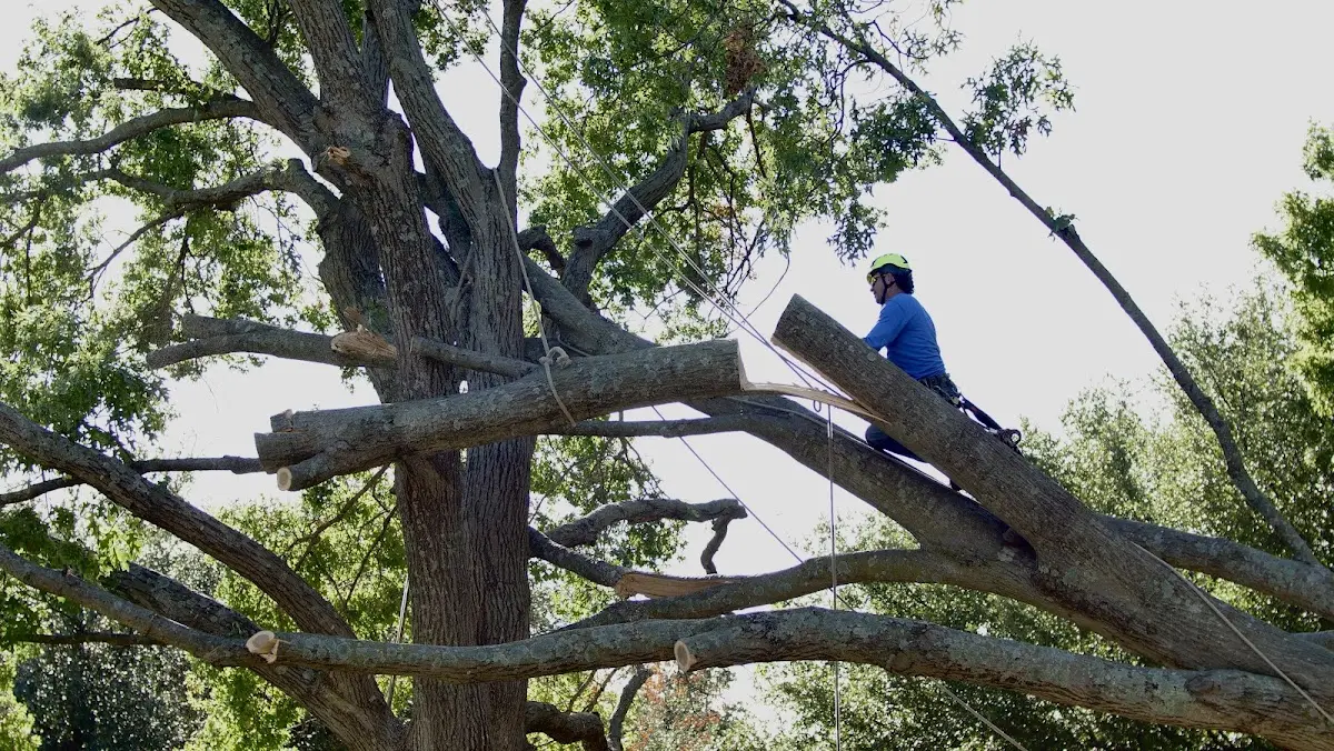 Professional Crown Thinning performed by certified arborists in Cumberland Center