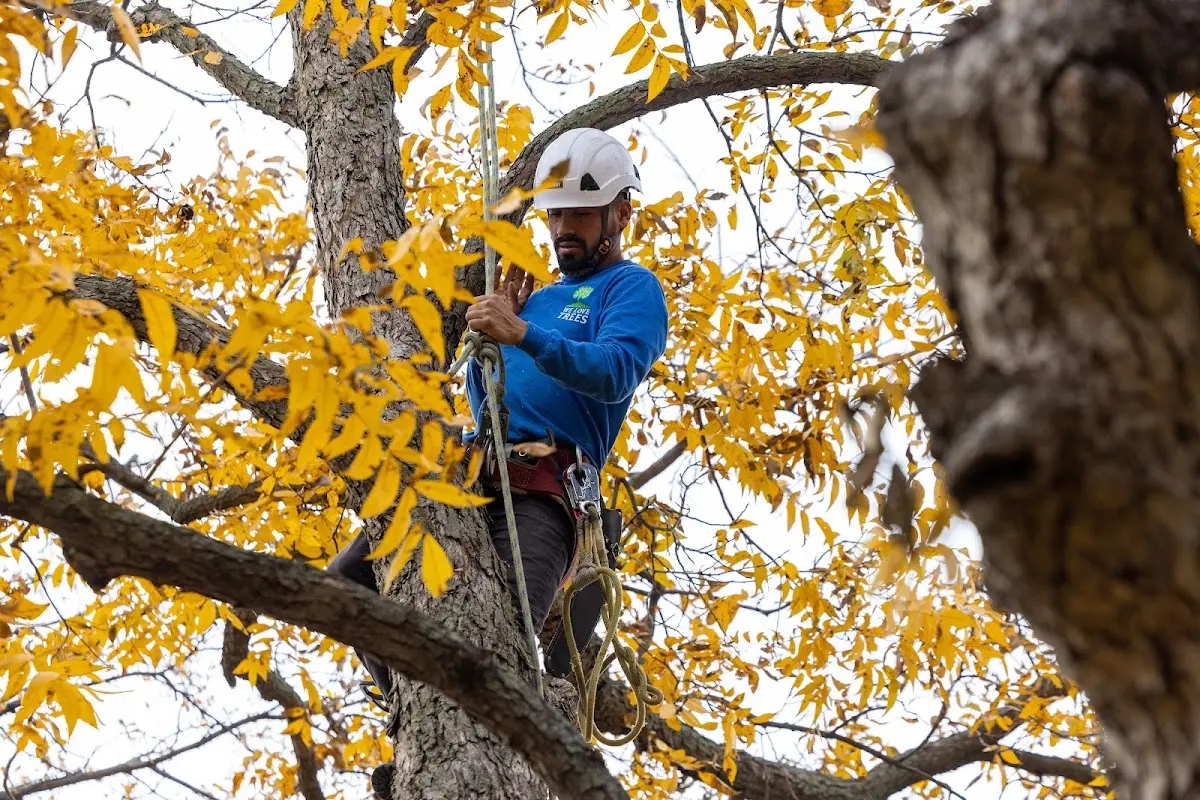 Skilled Tree Pruning crew working in Cumberland Center